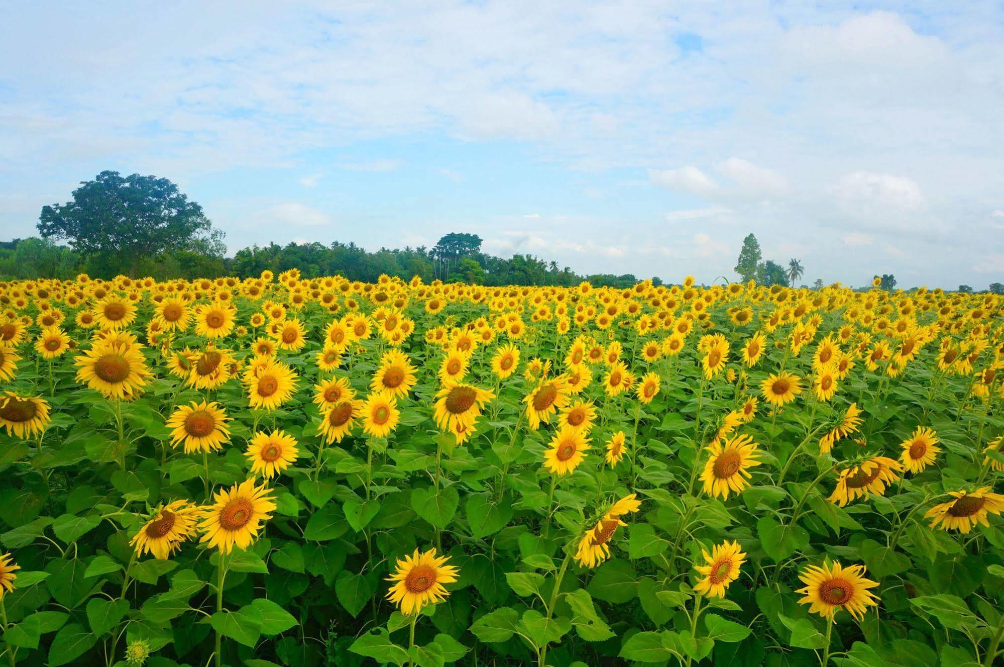 Wanlapa Farmstay Ban Khok Krathiam Exterior photo